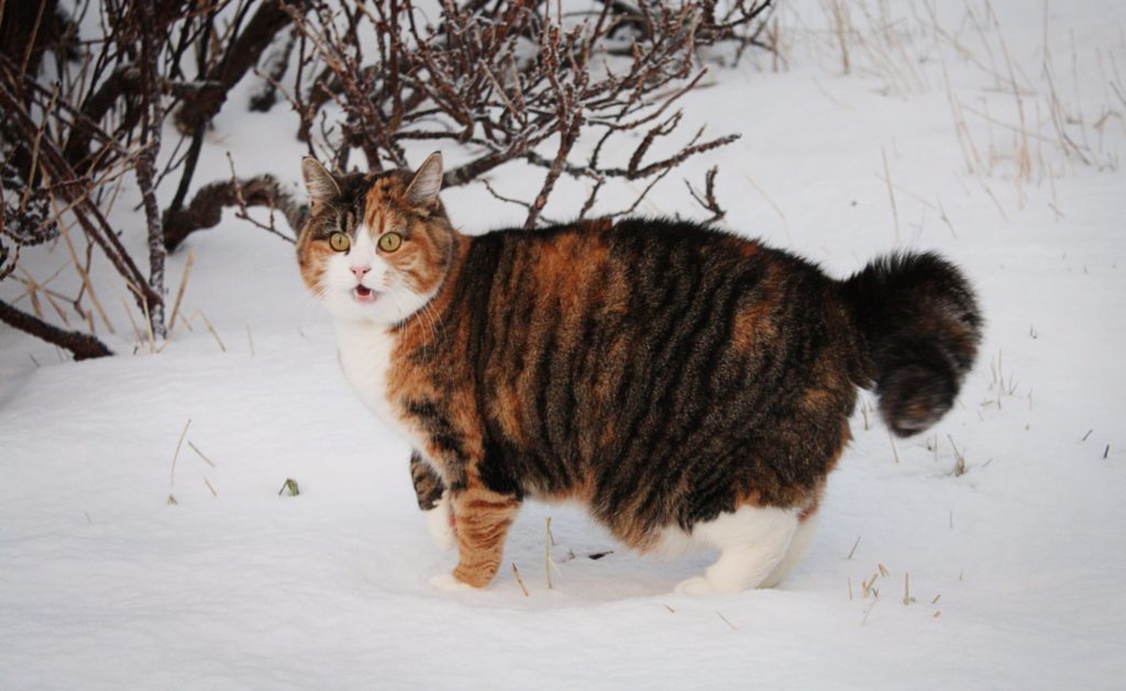 Katt uten i snøen