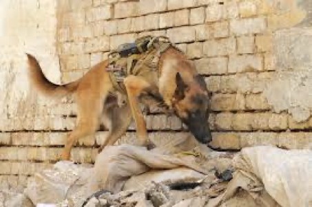 Militærhund