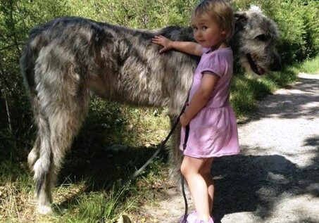 Irsk ulvehund og en jente